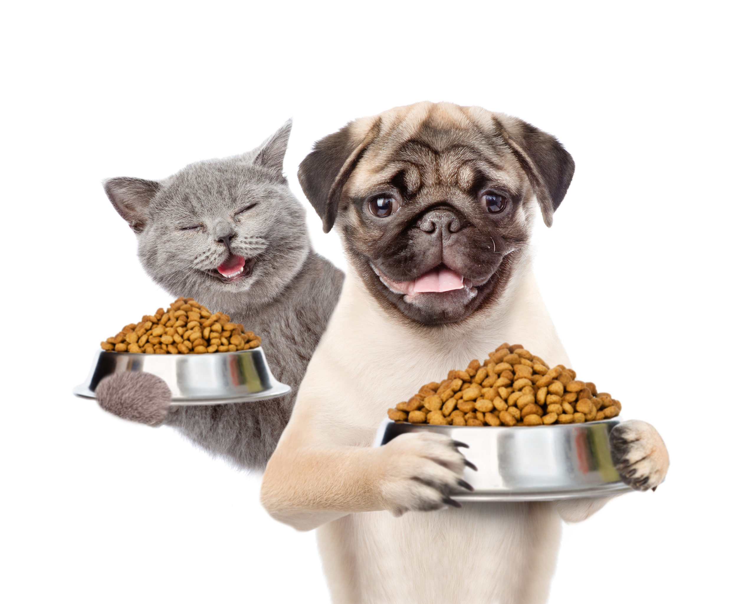 a cat and a dog holding food, how to shop for pet food